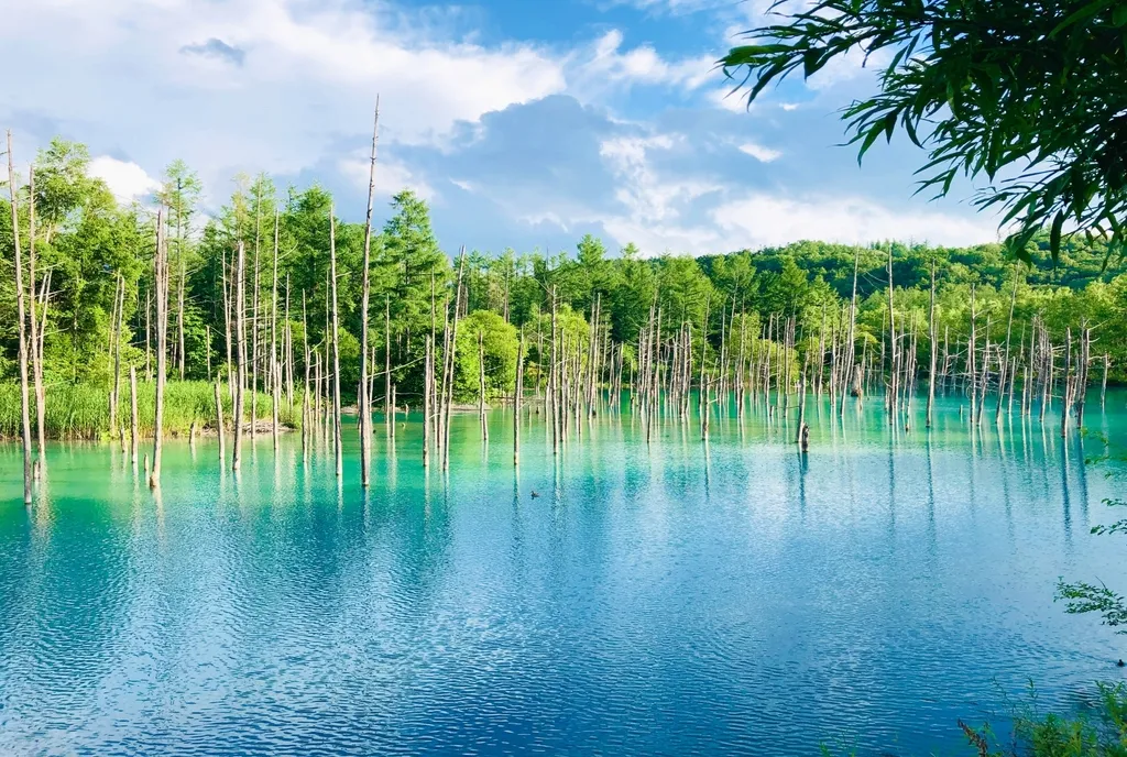 北海道｜青い池イメージ