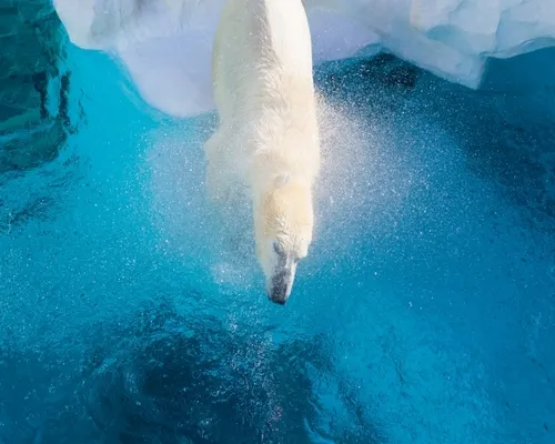 北海道｜旭山動物園