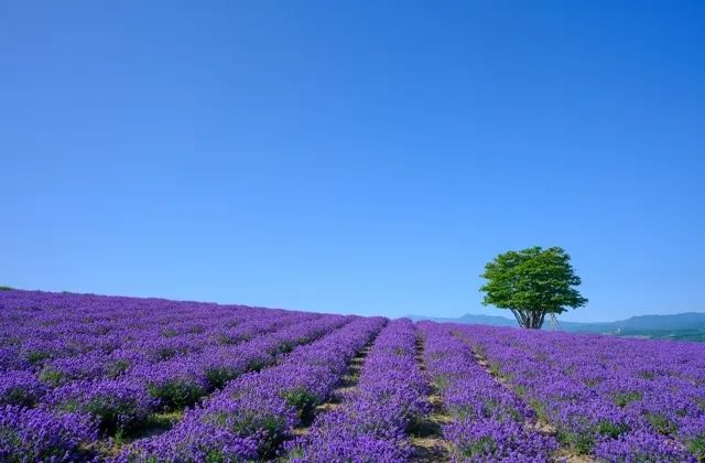 北海道｜ファーム富田