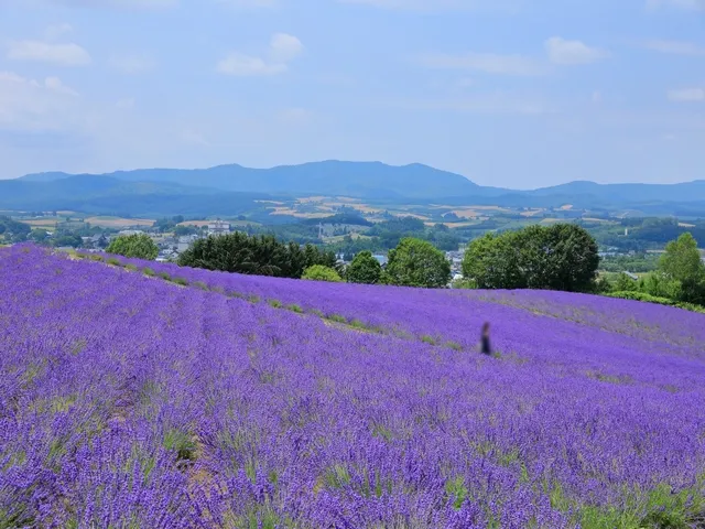 北海道｜富良野ラベンダー