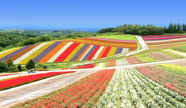 出発月で選ぶ北海道旅行｜展望花畑 四季彩の丘