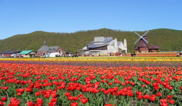 出発月で選ぶ北海道旅行｜かみゆうべつ チューリップフェア