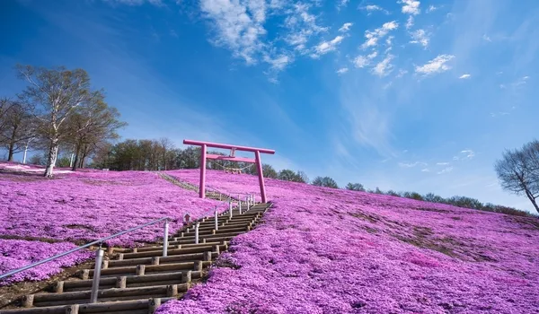 出発月で選ぶ北海道旅行｜ひがしもこと芝桜まつり