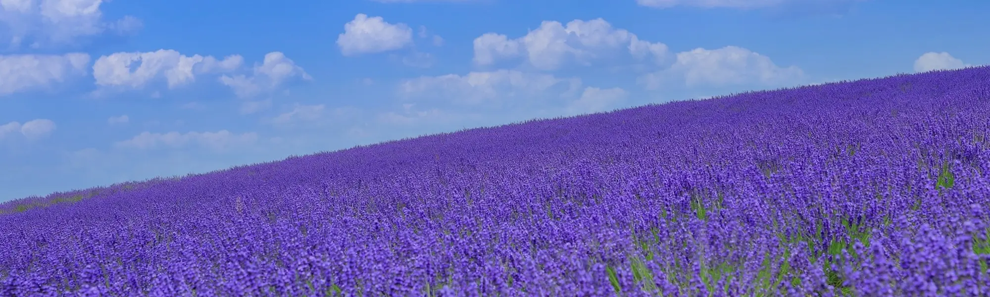 7月のおすすめ北海道旅行・ツアー特集