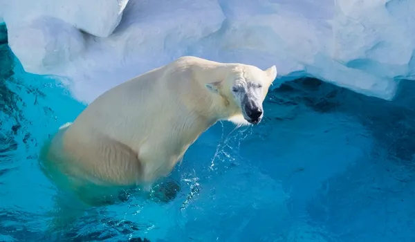 出発月で選ぶ北海道旅行｜旭山動物園