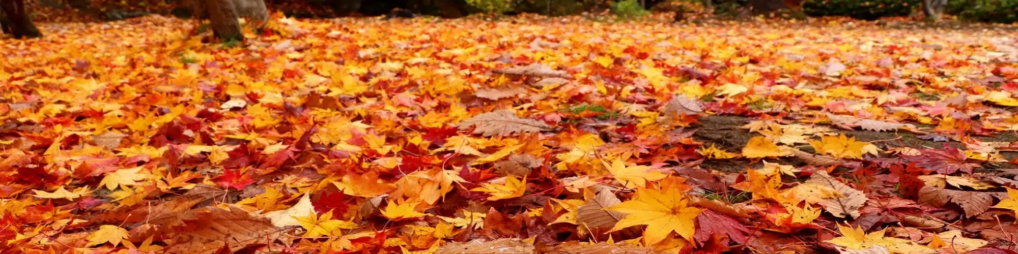 出発月で選ぶ北海道旅行｜10月のツアー