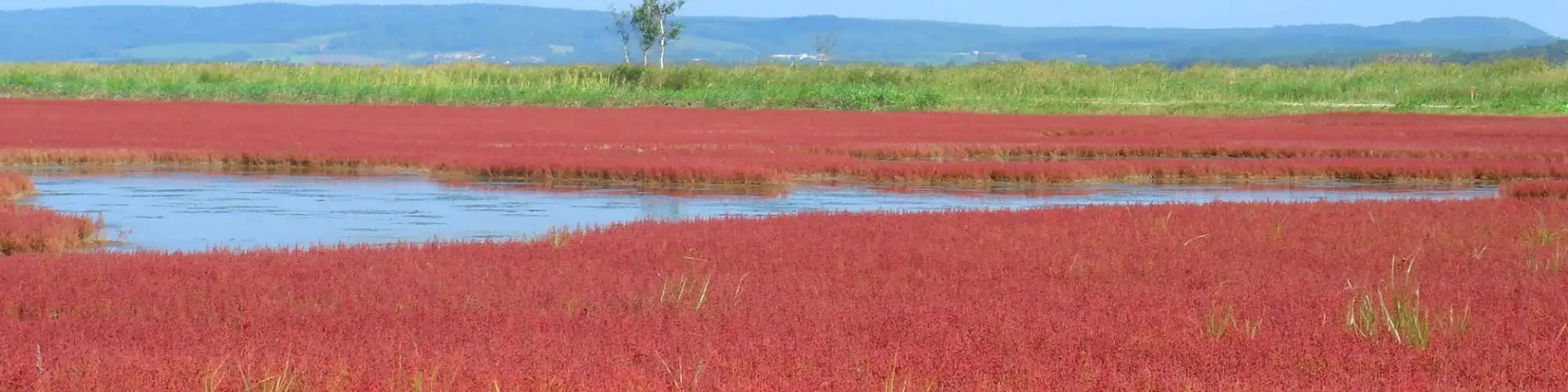 出発月で選ぶ北海道旅行｜9月のツアー