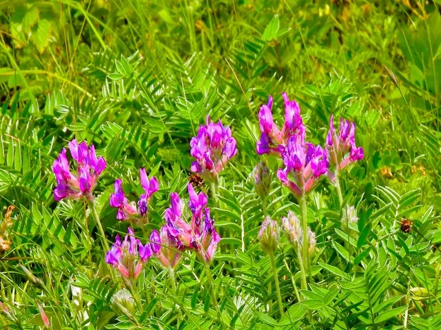 北海道｜レブンソウ