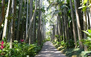 社員旅行革命｜東南植物楽園