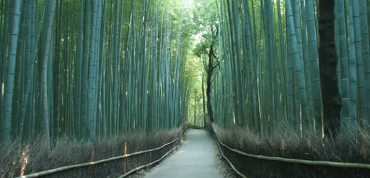 関西｜竹林の小径