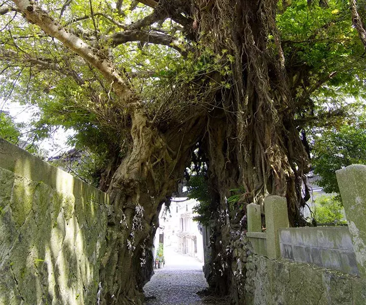 あこう樹｜五島列島ツアー・旅行はしろくまツアー