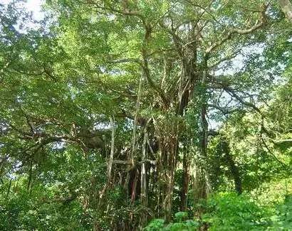 九州｜喜界島旅行・ツアーモデルコース　蒲生の夫婦のガジュマル