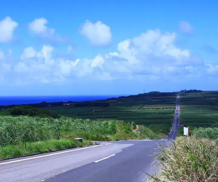 九州｜喜界島　サトウキビの一本道