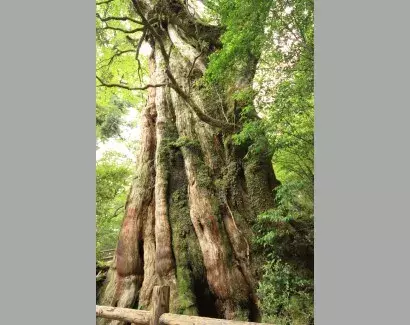 九州｜屋久島 紀元杉