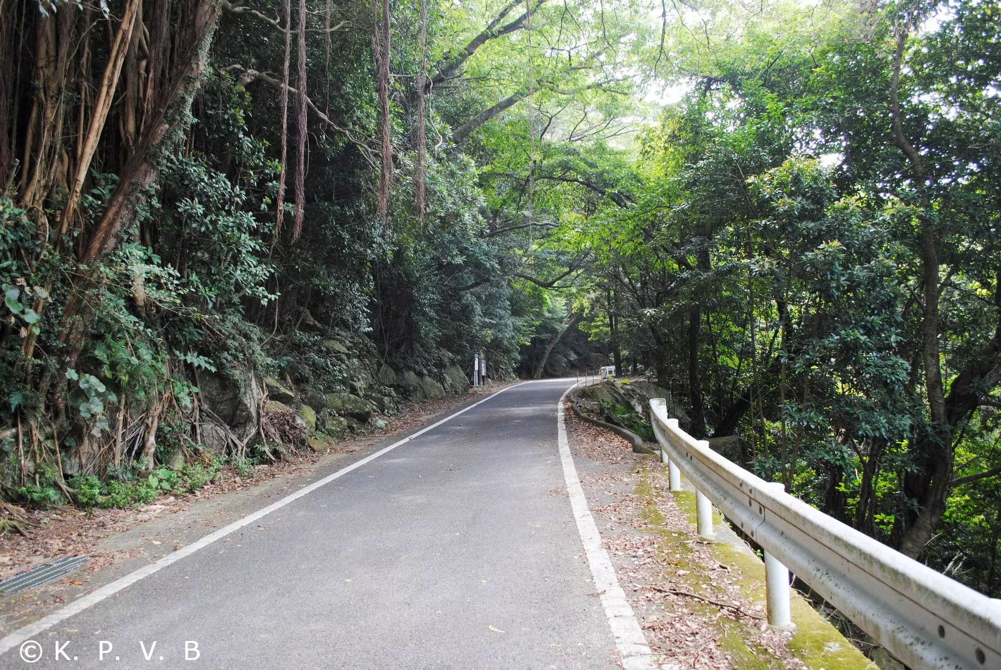 九州｜屋久島 西部林道