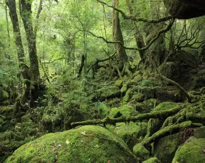 九州｜屋久島 白谷雲水峡