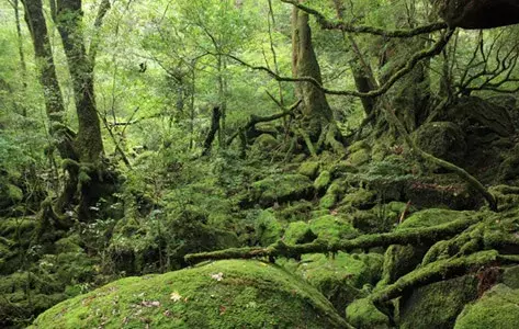 屋久島