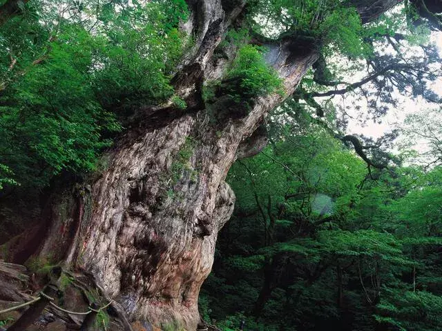 九州｜屋久島 縄文杉