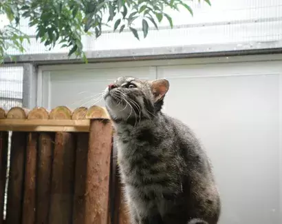 対馬野生生物保護センター