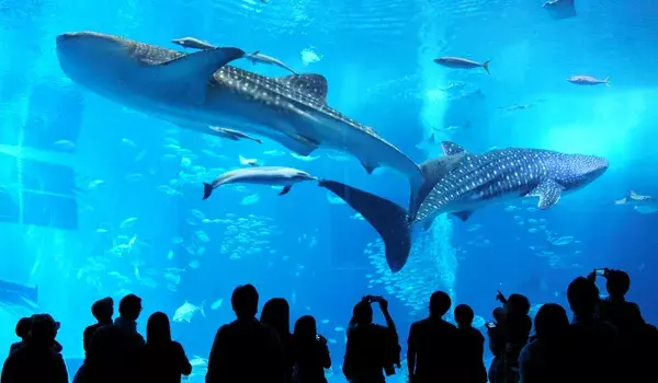 美ら海水族館