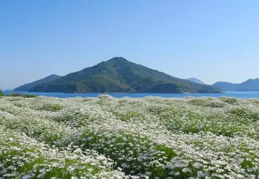 春には花が咲き誇る_フラワーパーク浦島