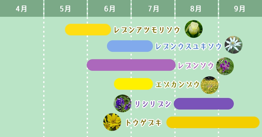 利尻島・礼文島　お花の見ごろカレンダー